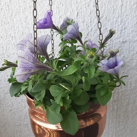 Lägenhet Seaside Downtown With Private Parking *